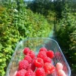 1-rasp-punnet
